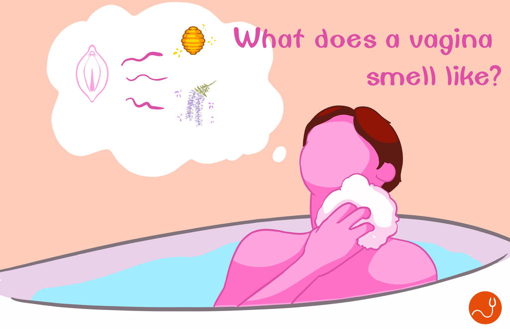 What does a vagina smell like?